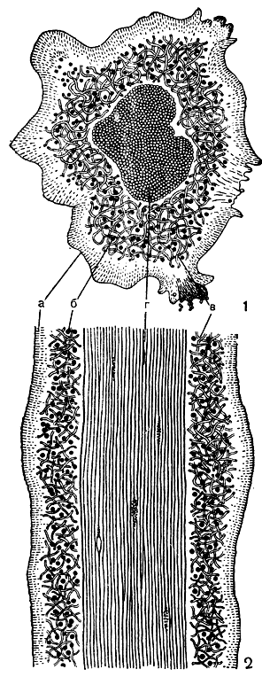 Рис. 296. Поперечный (1) и продольный (2) разрезы через лопасть кустистого лишайника уснея (Usnea): а - коровой слой; б - клетки водорослей; в - периферическая часть сердцевины, состоящая из рыхлорасположенных гиф; г - центральная часть сердцевины - осевой тяж