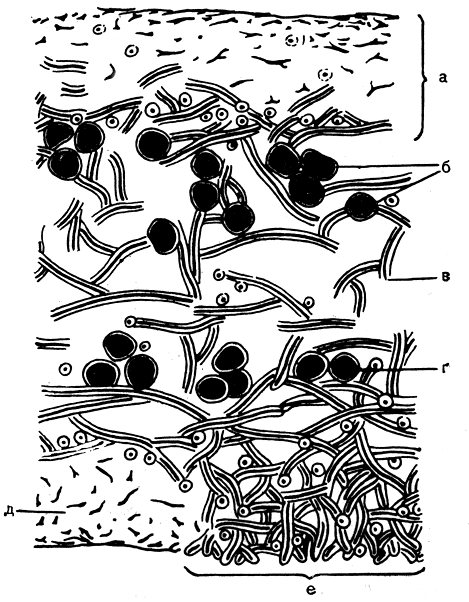 Рис. 298. Поперечный разрез через лопасть кустистого лишайника цетрарии исландской (Cetraria islandica): а - верхний коровой слой, б - верхний слой водорослей, в - сердцевина, г - нижний слой водорослей, д - нижний коровой слой, е - псевдоцифелла