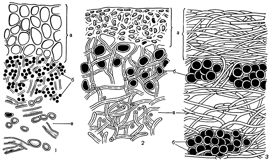 Рис. 299. Строение норового слоя лишайников: 1 - параплектенхимный коровой слой (Peltigera); 2 - прозоплектенхимный коровой слой (Parmelia); 3 - волокнистый коровой слой (Teloschistes). а - коровой слой, б - клетки водоросли, в - сердцевинные гифы