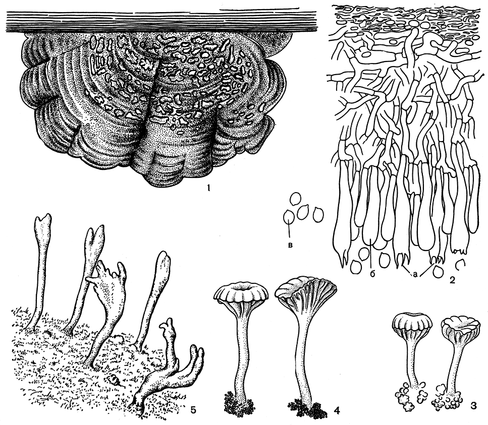 Рис. 303. Базидиальные лишайники: 1 - тропический лишайник Cora pavonia; 2-4 - базидиальные лишайники с плодовыми телами в форме шляпочного гриба (2,3 - Omphalina luteolilacina, внешний вид и поперечный разрез через плодовое тело; 4 - Omphalina ericetorum): а - базидии, б - парафизы, в - споры; 5 - роговидные плодовые тела базидиального лишайника Clavulinopsis septentrionalis