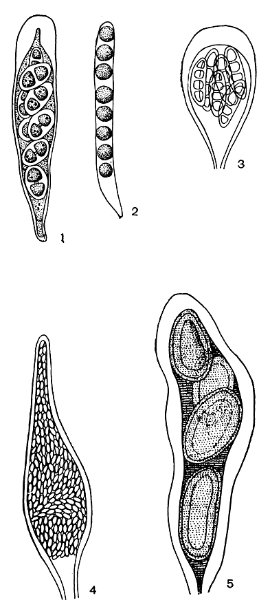 Рис. 308. Форма сумок лишайников: 1 - удлиненно-булавовидная (Buellia); 2 - цилиндрическая (Sphaerophorus); 3 - булавовидная (Arthonia); 4 - бутылковидная (Thelocarpon); 5 - мешковидная (Pertusaria)