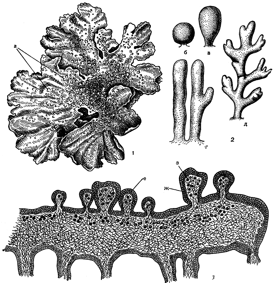 Рис. 312. Вегетативное размножение лишайников с помощью изидий: 1 - слоевище листоватого лишайника Parmelia exasperatula с изидиями (а); 2 - различная форма изидий (б - шаровидная, в - булавовидная, г - цилиндрическая, д - коралловидная); 3 - поперечный разрез через слоевище с изидиями (е - коровой слой, ж - гифы гриба, з - водоросли)