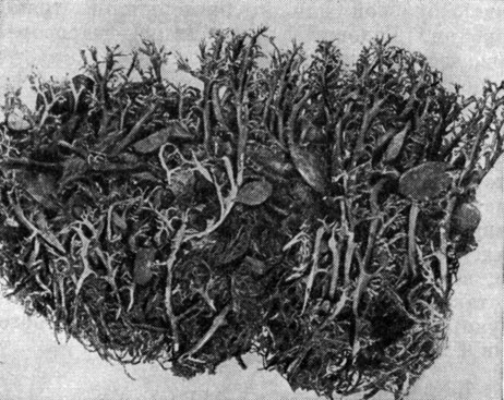Рис. 320. Sphaerophorus globosus: слоевище среди мхов и других растений