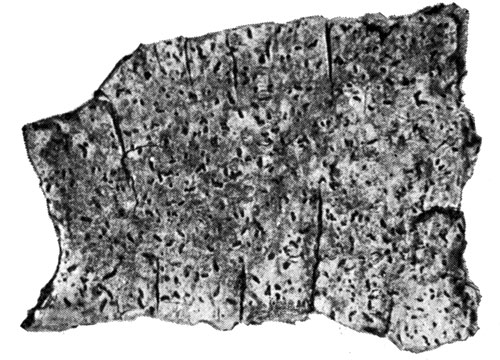 Рис. 324. Opegrapha diaphora: общий вид слоевища и гастеротециев