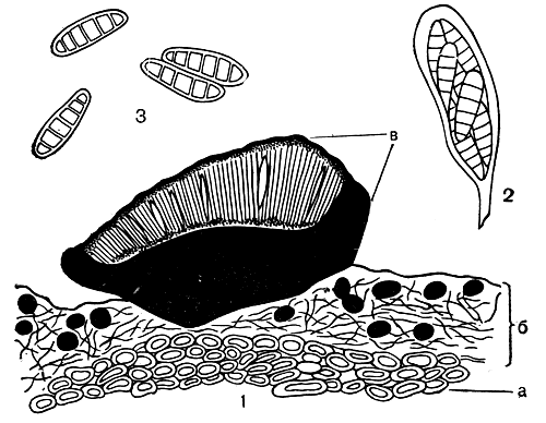 Рис. 325. Opegrapha diaphora: 1 - поперечный разрез через слоевище и гастеротеций (а - клетки коры дерева, б - слоевище, в - гастеротеций); 2 - сумка со спорами; 3 - споры