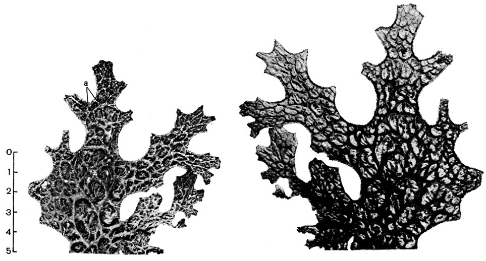Рис. 329. Lobaria pulmonaria: слева - верхняя поверхность слоевища (а - сорали); справа - нижняя поверхность слоевища