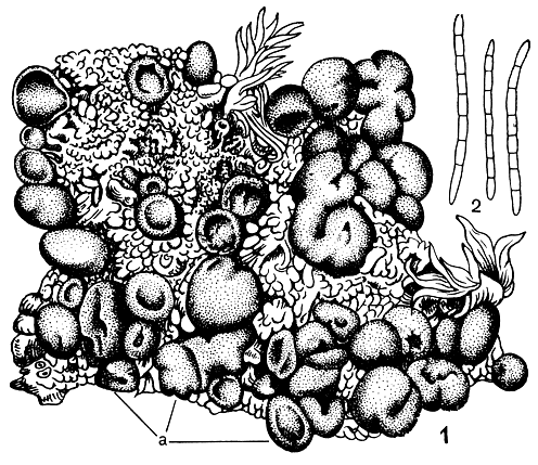 Рис. 331. Bacidia muscorum: 1 - общий вид слоевища с апотециями (а), развившегося на веточках мха; 2 - споры