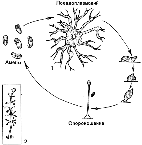 Рис. 2. Акразиевые: 1 - Dictyostelium discoideum: фазы развития; 2 - Polysphondilium violaceum: спороношение