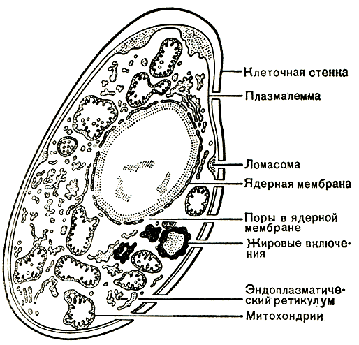Рис. 1. Грибная клетка