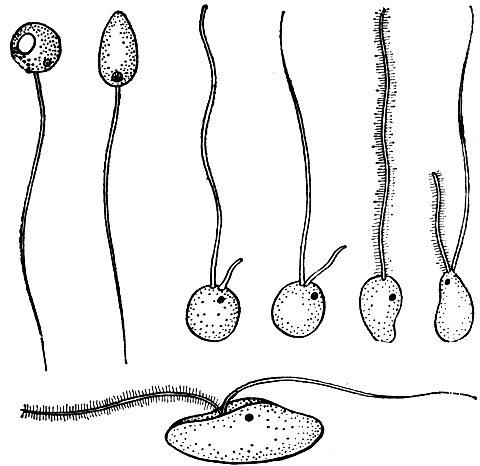 Рис. 4. Типы жгутиков у зооспор грибов