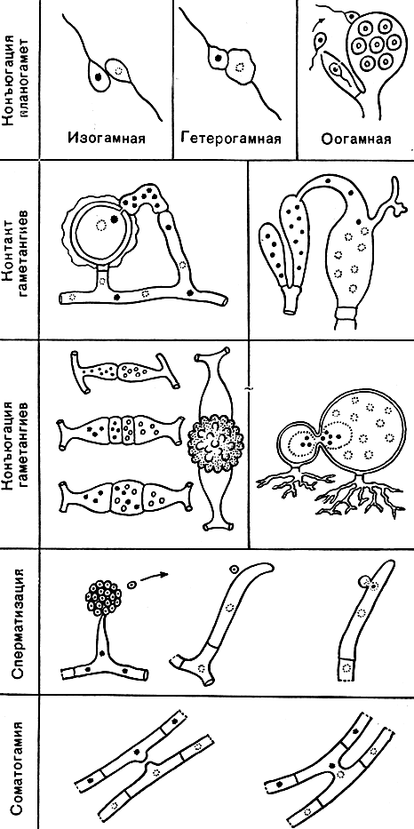 Рис. 5. Типы полового процесса у грибов