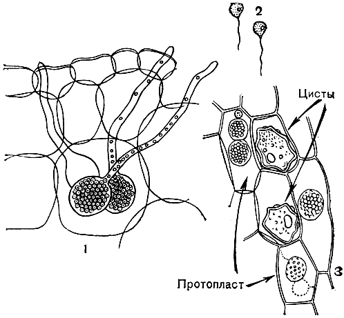 Рис. 8. Возбудитель 'черной ножки' капусты (Olpidium brassicae): 1 - зооспорангии в клетке хозяина; 2 - зооспоры; 3 - протопласты и покоящиеся споры паразита в клетках хозяина