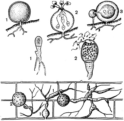 Рис. 9. Хитридиевые. Вверху - ризофидиум (Rhizophydium); 1 - таллом с ризоидами на клетке водоросли; 2 - зооспорангий и выход спор; 3 - половой процесс. В середине - макрохитриум (Масrochytrium): 1 - таллом с ризоидами; 2 - выход зооспор. Внизу - кладохитриум (Cladochytrium): 1 - таллом с собирательными клетками; 2 - таллом с зооспорангиями