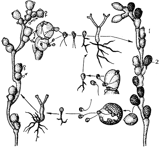 Рис. 12. Бластокладиевые. Алломицес (Allomyces) - схема жизненного цикла: Слева - гаметофит с мужскими () и женскими () гаметангиями; справа - спорофит с зооспорангиями (1) и цистами (2)