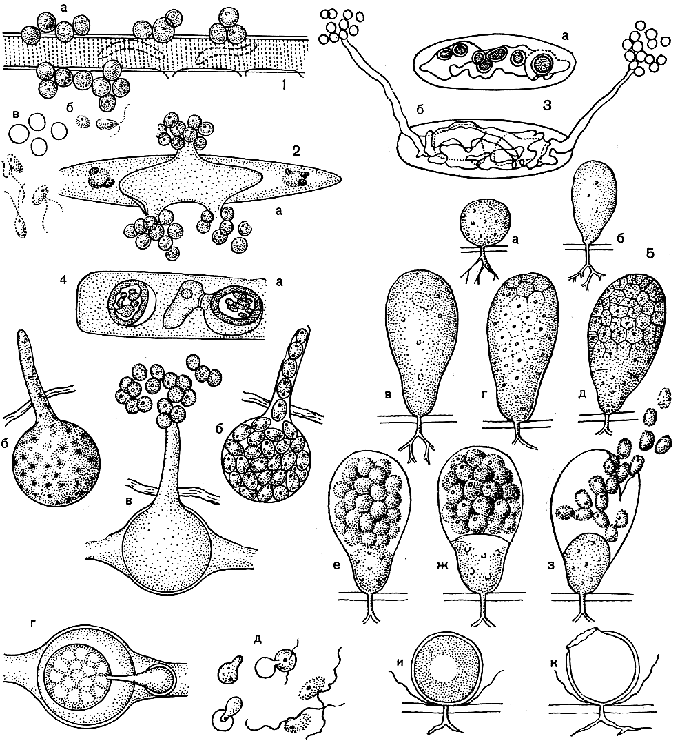 Рис. 15. Сапролегниевые: 1 - эктрогелла бациллярная (Ectrogella bacillariacearum): часть таллома диатомовой водоросли синедры с инцистированными первичными зооспорами (а) и вторичными зооспорами (б), вышедшими из цист (в); 2 - эктрогелла ликмофора (Е. licmophora): а - часть таллома диатомовой водоросли ликмофоры с зооспорангиями и инцистированными первичными зооспорами, б - покоящиеся споры эктрогеллы, правая возникла в результате полового процесса; 3 - афаномикопсис десмидиевый (Aphanomycopsis desmidiella): а - покоящиеся споры в талломе десмидиевой водоросли, б - остатки таллома, пустой спорангий и выводные трубочки с инцистированными зооспорами; 4 - питиелла весенняя (Pythiella vernalis): а - таллом в гифе питиума, б - зооспорангий, в - вышедшие из зооспорангия и инцистировавшиеся зооспоры, г - покоящаяся спора с маленькой антеридиальной клеткой и оплодотворяющим отрогом, д - выход вторичных зооспор из цист; 5 - траустохитриум пролиферум (Thraustochytrium proliferum): а-б - развитие таллома, в-з - образование зооспорангия и выход зооспор, и-к - покоящиеся споры (правая проросшая и уже пустая)
