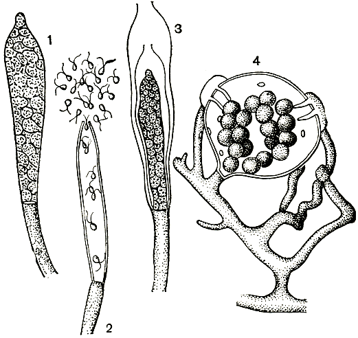 . 16.  (Saprolegnia): 1 - ; 2 -  ; 3 -  ; 4 -         