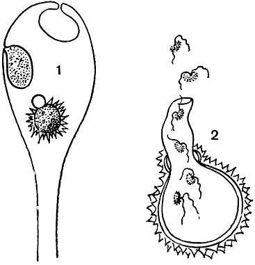 Рис. 19. Ольпидиопсис (Olpidiopsis): 1 - паразит в кончике сапроленгии (вегетативные тела, опустевший зооспорангий и зигота); 2 - прорастание зиготы