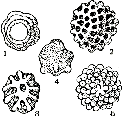 Рис. 23. Ооспоры пероноспоровых грибов: 1 - плазмопара на астрах (Plasmopara asterea); 2 - плазмопара на подсолнечнике (P. helianthi); 3 - пероноспора (Peronospora herniaris); 4 - цистопус (Cystopus tropicus); 5 - цистопус (С. candidus)