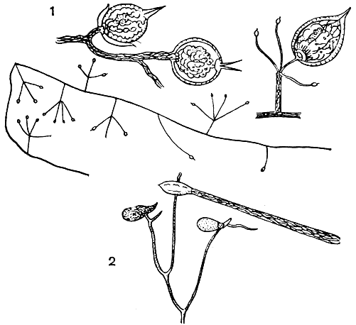 Рис. 27. 1 - мицелий зоофагуса (Zoophagus tentaclum) с ветвями, пронизывающими коловраток; 2 - спороношение питиогетона (Pythiogeton transversum)