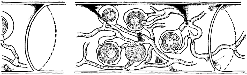 Рис. 28. Мицелий и половые органы питиума (Pythium gracile) в клетках зеленой водоросли спирогиры