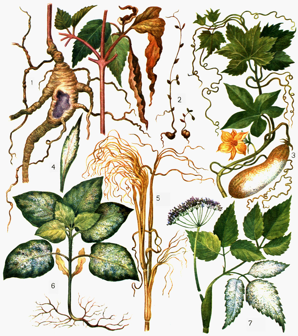 Таблица 7. Пероноспоровые грибы: 1 - фитофтороз женьшеня: пораженные корень и листья; 2 - питиум нерегулярный (Pythium irregulare) на корнях растений гороха; 3 - питиум афанидерматум (P. aphanidermatum) на соприкасающихся с почвой плодах тыквы; 4 - базидиофтороз: налет гриба на листе мелколепестника; 5 - склероспора злаковая (Sclerospora graminicola) на могаре: разрушеннные грибом листья; 6 - плазмопара подсолнечниковая (Plasmopara helianthi): карликовое растение с налетом гриба на нижней стороне листьев; 7 - плазмопара белоснежная (Р. nivea) на сныти: налет гриба на листьях