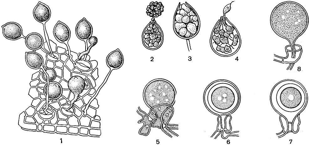 Рис. 31. Фитофтора (Phytophtora parasitica): 1 - спорангиеносцы со спорангиями, выходящими через устьица; 2-4 - прорастание зооспорангиев; 5-8 - стадии образования ооспор