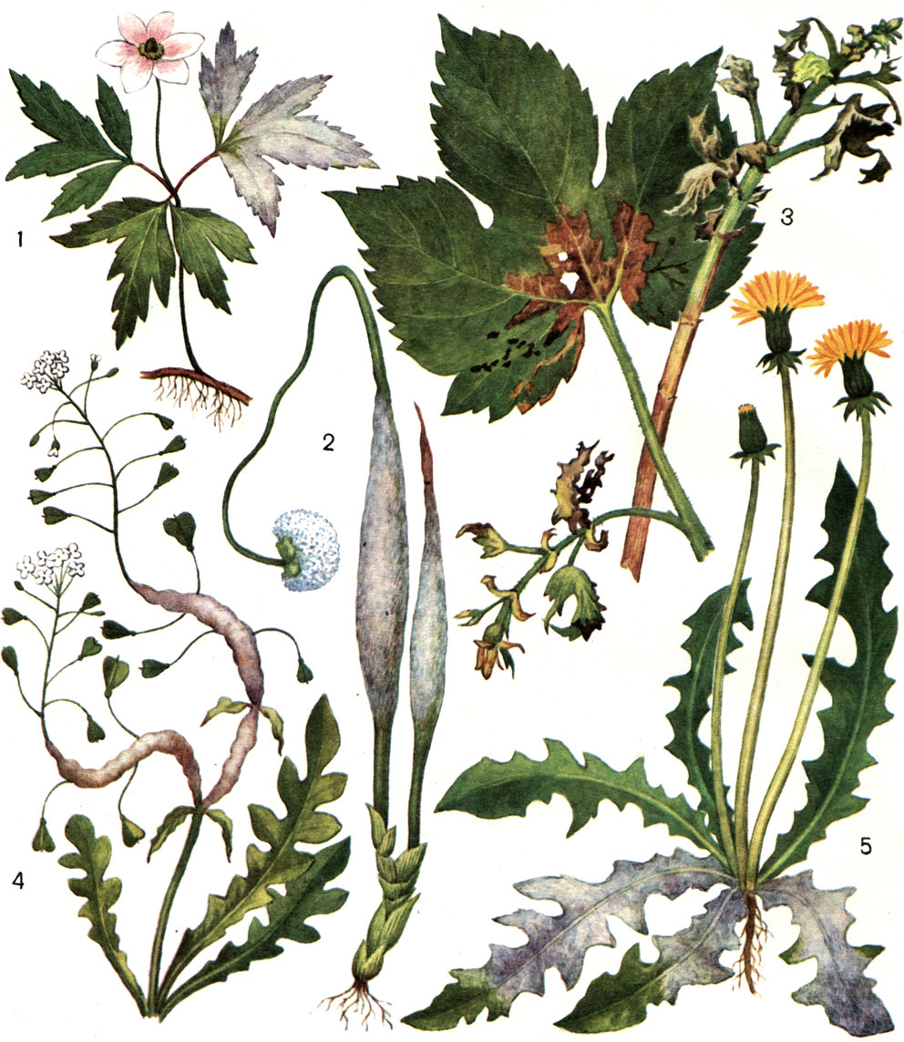 Таблица 8. Пероноспоровые грибы: 1 - пероноспора чистяковая (Peronospora ficariae): налет на листьях ветреницы; 2 - пероноспора разрушающая (P. destructor): пораженный цветонос лука; 3 - пероноспора хмеля (Pseudoperonospora humuli): колосовидный побег, налет на листьях; 4 - цистопус кандидус (Cystopus candidus): искривленный стебель, видоизмененные стручочки, пустулы на листьях пастушьей сумки; 5 - бремия салатовая (Bremia lactucae): налет гриба на листьях одуванчика