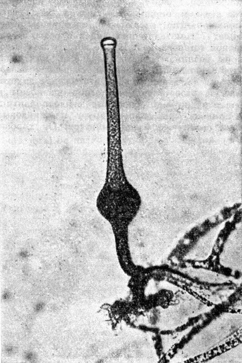 Рис. 37. Саксенея колбовидная (Saksenaea vasiformis)