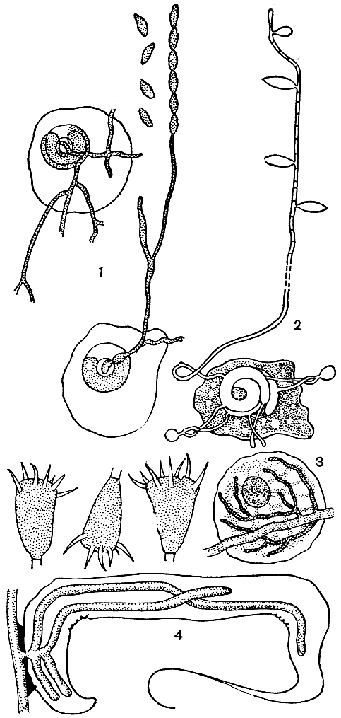 Рис. 48. Зоопаговые: 1 - кохлонема (CochJonema); 2 - эндокохлус (Endocochlus); 3 - акаулопаге (Acaulopage) - талломы в амебах и конидии; 4 - стилопаге (Stylopage) - нити, внедрившиеся в нематоду