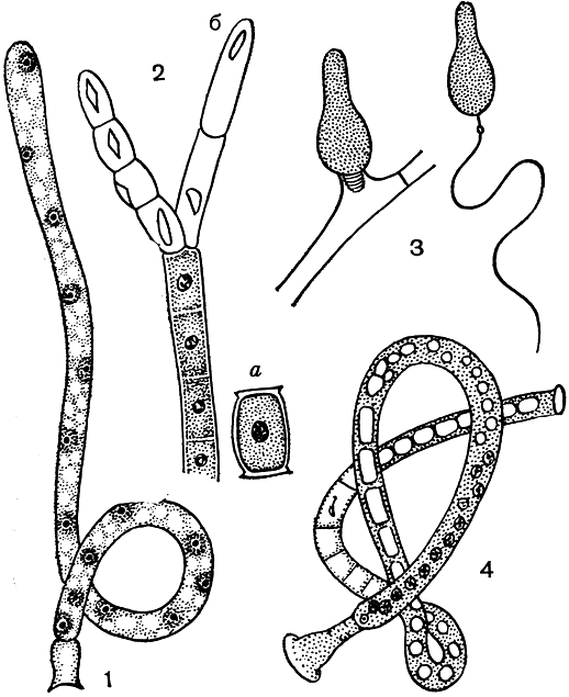 Рис. 49. Трихомицеты: 1 - таллом (общий вид); 2 - ацеллярия (Acellaria): а - спорангиоспора, б - верхушка таллома с пустыми спорангиями; 3 - спартиелла (Spartiella), конидии с придатками до и после отделения от конидиеносца; 4 - энтеробриус элегантный (Еnterobryus elegans), общий вид таллома