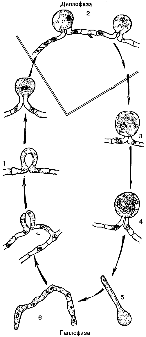 Рис. 52. Цикл развития гемиаскомицетов на примере эремаскуса фертильного (Eremascus fertilis): 1 - слияние гаментангие; 2 - зигота; 3 - молодая сумка с восемью гаплоидными ядрами; 4 - зрелая сумка с восемью аскоспорами; 5 - прорастающая аскоспора; 6 - гаплоидный мицелий