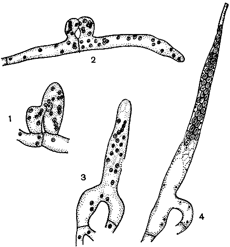 Рис. 53. Диподаскус беловатый (Dipodascus albidus): 1, 2 - слияние гаметангиев; 3 - молодая сумка с гаплоидными ядрами; 4 - зрелая сумка с многочисленными аскоспорами