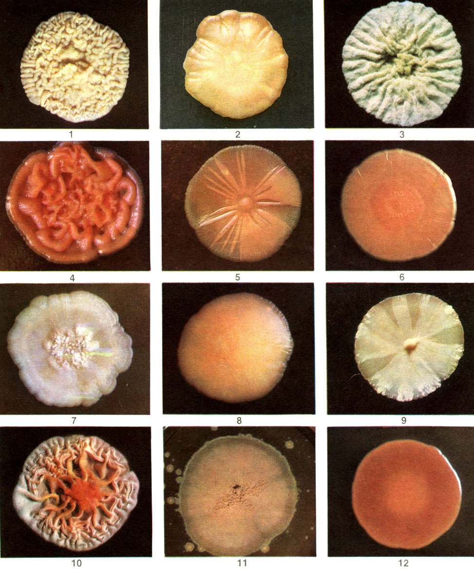 Таблица 13. Колонии дрожжевых грибов на питательной среде: 1 - пекарские дрожжи (Saccharomyces cerevisiae); 2 - мечниковия прекраснейшая (Metschnikowia pulcherrima); 3 - кандида земляная (Candida humicola); 4 - родоторула клейкая (Rhodotorula glutinis); 5 - родоторула красная (R. rubra); 6 - родоторула золотистая (R. aurantiaca); 7 - дебариомицес Кантарелли (Debaryomyces cantarelli); 8 - криптококк Лавра (Cryptococcus laurentii); 9 - надсония продолговатая (Nadsonia elongata); 10 - спороболомицес розовый (Sporobolomyces roseus); 11 - спороболомицес хольсатикус (S. holsaticus); 12 - родоспоридиум диобоватум (Rhodosporidium diobovatum)