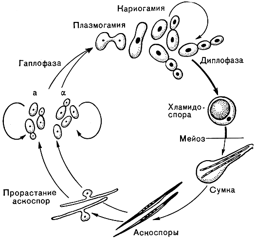 Рис. 57. Цикл развития гриба мечниковия прекраснейшая (Metschnikowia pulcherrima)