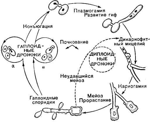 Рис. 59. Схема жизненного цикла красных дрожжей родоторула-родоспоридиум (Rhodotorula-Rhodosporidium)