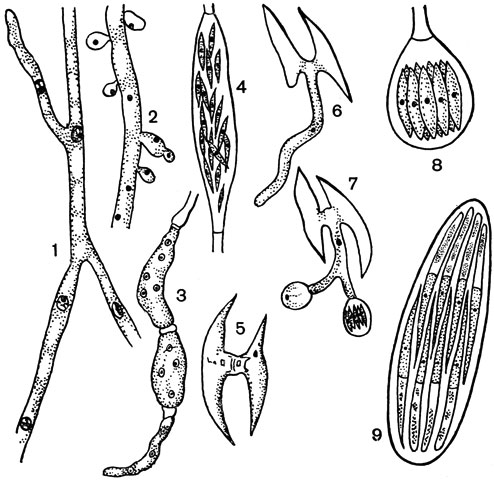Рис. 62. Спермофторовые. Спермофтора хлопчатника (Spermophthora gossypii) (1-8): 1 - гаплоидный мицелий; 2 - блаетоспоры на гаплоидном мицелии; 3-4 - развитие спорангиев; 5 - слияние спор; 6-7 - прорастание зиготы; 8 - сумка. Нематоспора фасолевая (Nematospora phaseoli): 9 - сумка