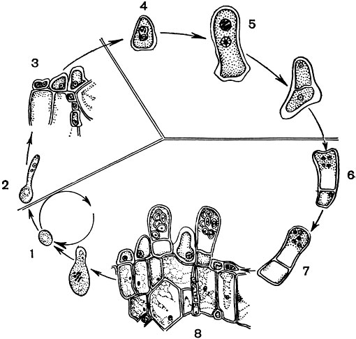 Рис. 64. Цикл развития (1-8) тафринового гриба