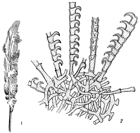 . 74.   (Ctenomyces serratus): 1 -    ; 2 -   