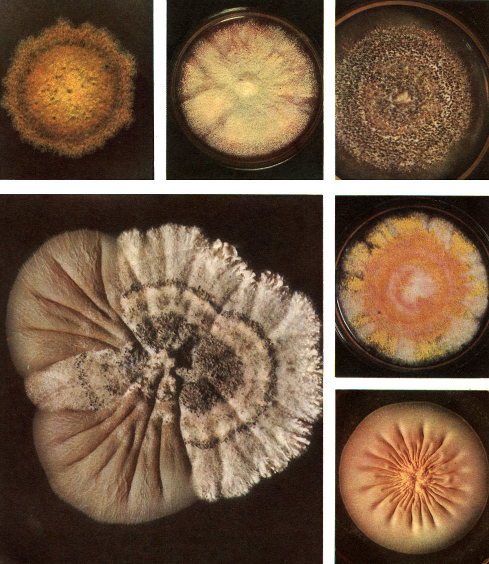 Таблица 16. Колонии эуроциевых грибов: вверху слева - эуроциум ползучий (Eurotium repens); вверху в середине - неосартория Фишера (Neosartorya fischeri); вверху справа - петромицес чесночный (Petromyces alliaceus); в середине справа - таларомицес желтый (Talaromyces flavus); внизу слева - эмерицеллопсис почвенный (Emericellopsis terricola); внизу справа - конидиальная стадия гриба из рода эмерицеллопсис (Emericellopsis)