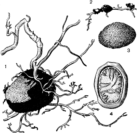 Рис. 81. Элафомицес зернистый (Elaphomyces granulatus): 1, 2 -клейстотеций среди корней дерева; 3 - внешний вид клейстотеция; 4 - разрез клейстотеция