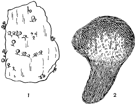 Рис. 82. Онигена лошадиная (Onygena equina): 1 - клейстотеции на субстракте, 2 - разрез клейстотеция