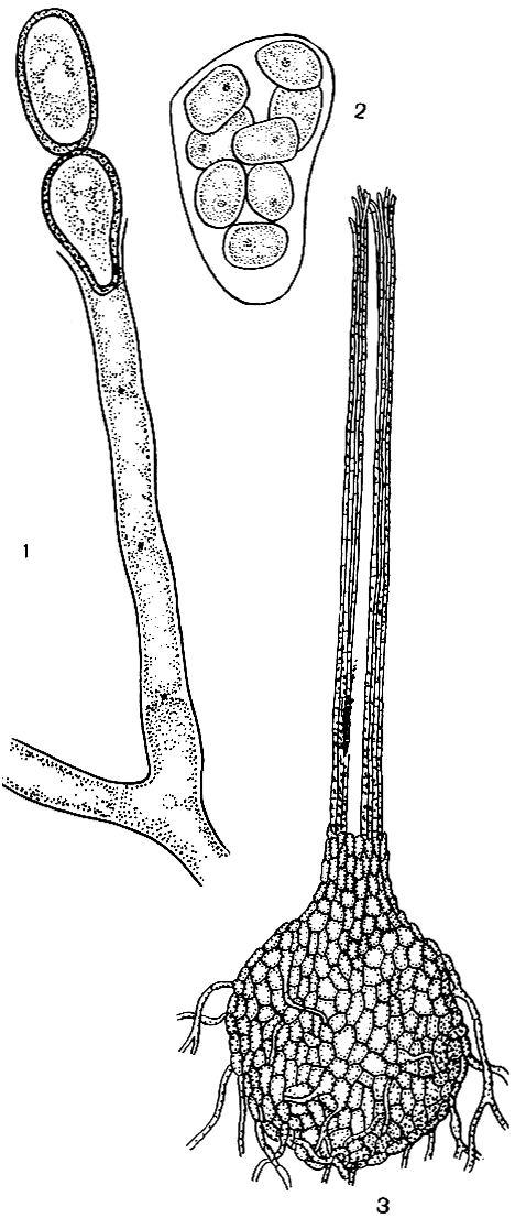 Рис. 84. Цератоцистис бахромчатый (Ceratocystis fimbriata): 1 - конидиальное спороношение; 2 - сумка; 3 - перитеций