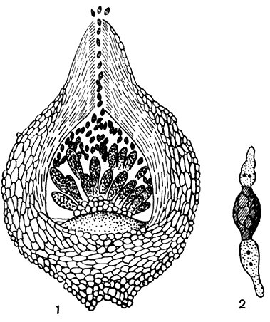 Рис. 93. Меланоспора (Melanospora): 1 - перитеций; 2 - прорастающая аскоспора