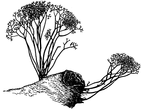 Рис. 97. Тамномицес (Thamnomyces). Внешний вид стромы