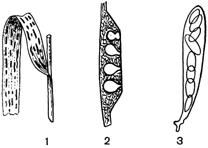 Рис. 98. Филлахора злаковая (Phyllachora graminis): 1 - пораженное растение; 2 - разрез стромы с перитециями; 3 - сумка