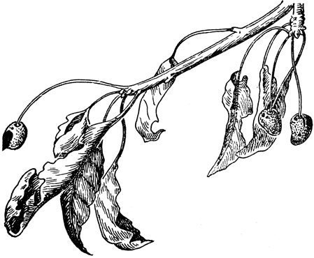 Рис. 100. Ветвь вишни, пораженной грибом гномония красноустъичная (Gnomonia erythrostoma)