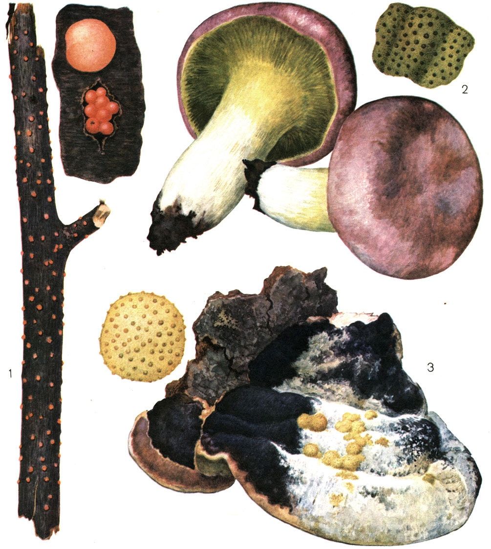 Таблица 19. Гипокрейные грибы: 1 - нектрия киноварно-красная (Nectria cinnabarina): слева - стромы гриба на ветке, справа вверху - конидиальная строма гриба и перитеции; 2 - пекиелла желто-зеленеющая (Peckiella luteovirens): внизу - пораженные сыроежки, вверху - перитеции паразита в строме; 3 - гипокрея подушковидная (Нуросгеа pulvinata) на окаймленном трутовике, слева - перетеции гриба в строме
