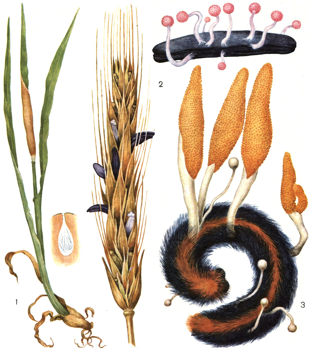 Таблица 20. Спорыньевые грибы: 1 - чехловидная болезнь ежи сборной; справа - перитеций возбудителя (Epichloё typhina) в строме; 2- спорынья пурпурная (Claviceps purpurea) (слева - колос со склероциями, справа - проросший склероций); 3 - кордицепс военный (Cordyceps militaris) на гусенице