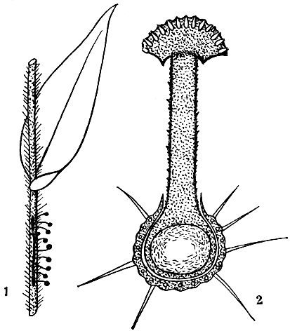Рис. 107. Балансия (Balansia): 1 - общий вид стром на стебле растения; 2 - разрез стромы