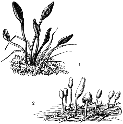 Рис. 112. Гелоциевые: 1 - трихоглоссум волосистый (Trichoglossum hirsutum); 2 - митруля палюдоза (Mitru a paludosa)